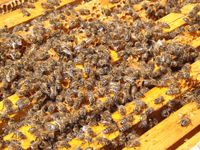 Bienenstock