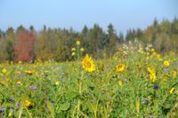 Blumenwiese